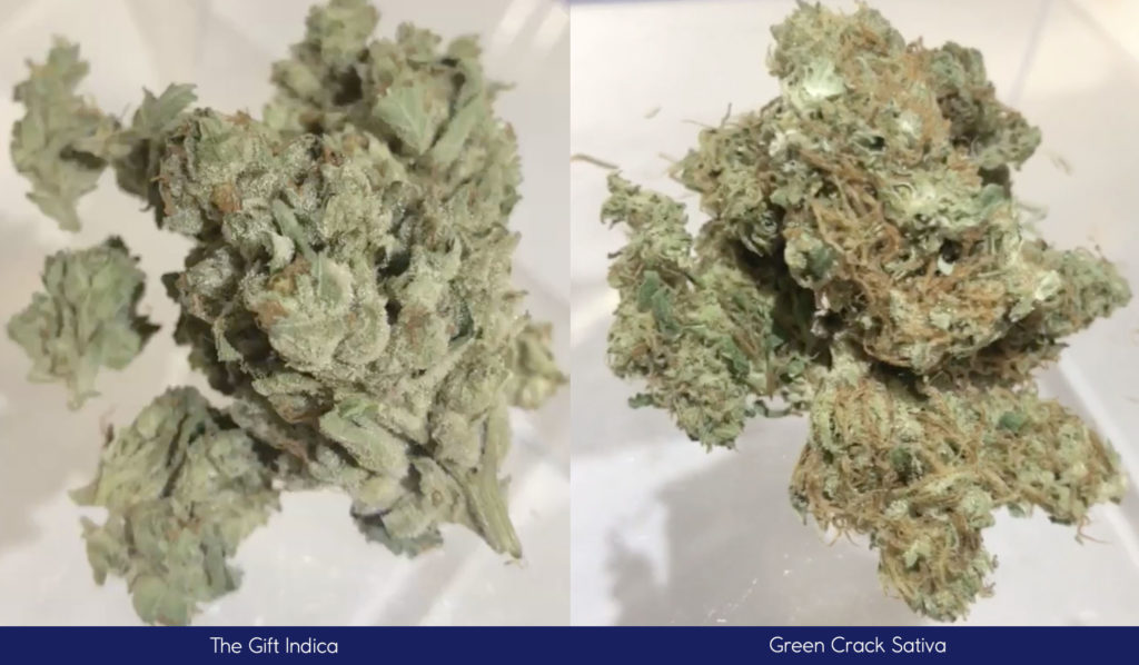 Top 10 cannabis sativa strains ...