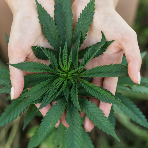 A person holding a green plant in their hands as part of discount programs.