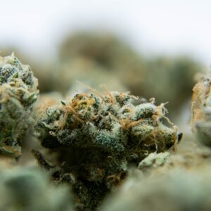 a close up of a cannabis strain in a blurry background.