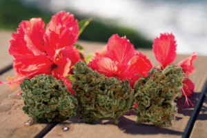 Hi-Biscus new medical cannabis strain