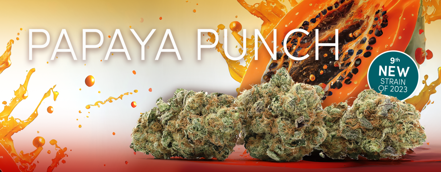 New Strain Papaya Punch Noa Botanicals