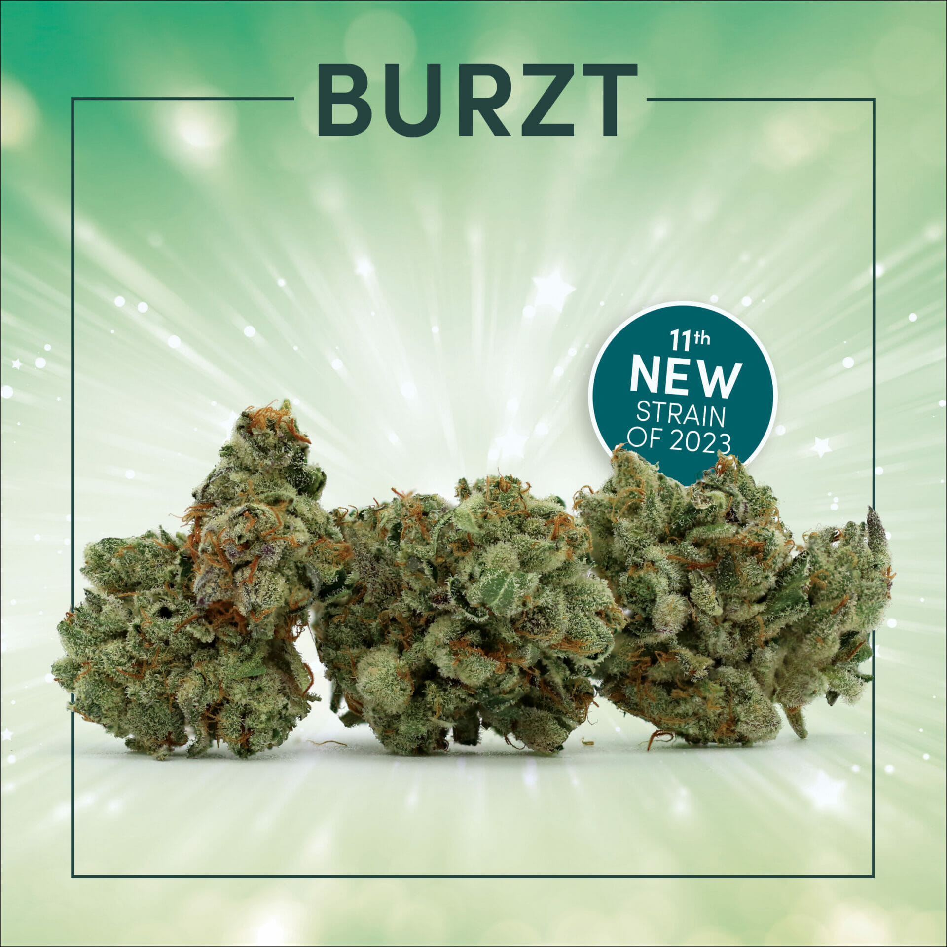 New Strain Burzt Noa Botanicals