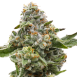A cannabis plant on a white background.