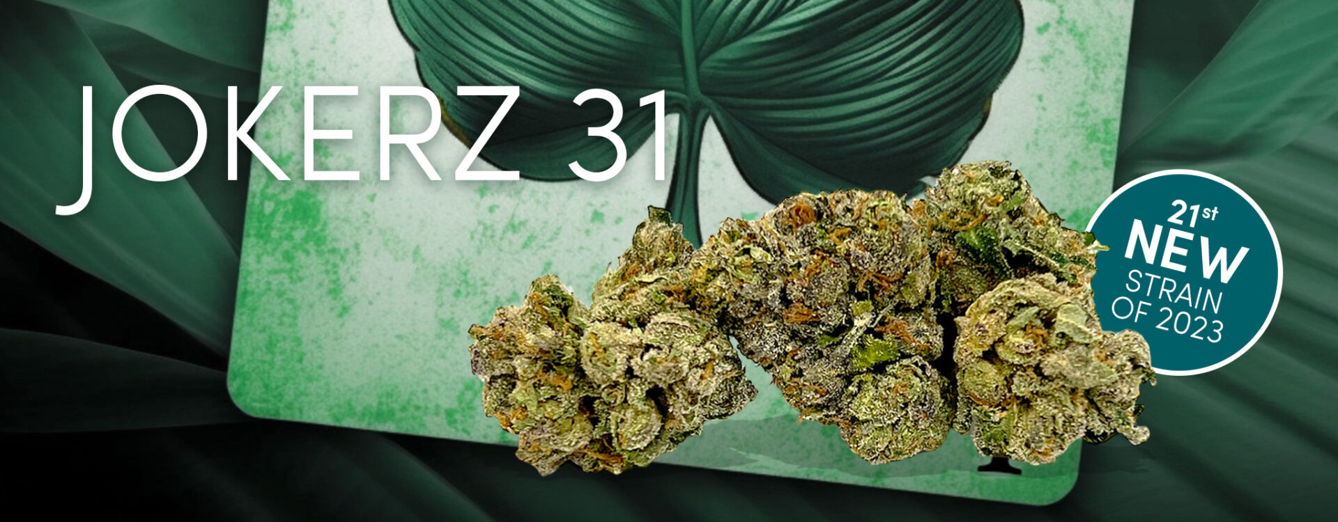 Jokerz 3 is a marijuana strain with a green leaf on it.
