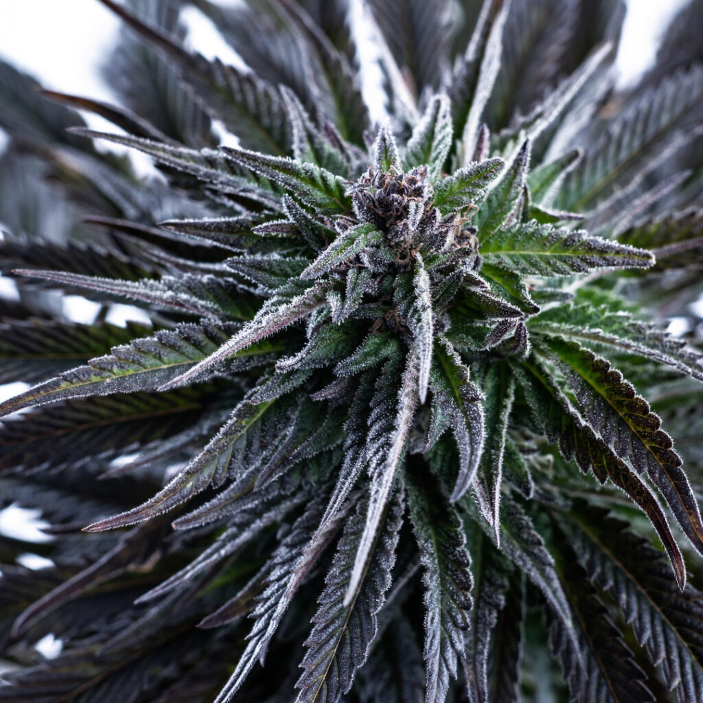 A close up of a black marijuana plant.