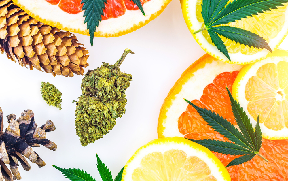 Cbd oranges, pine cones, and cannabis leaves on a white background.