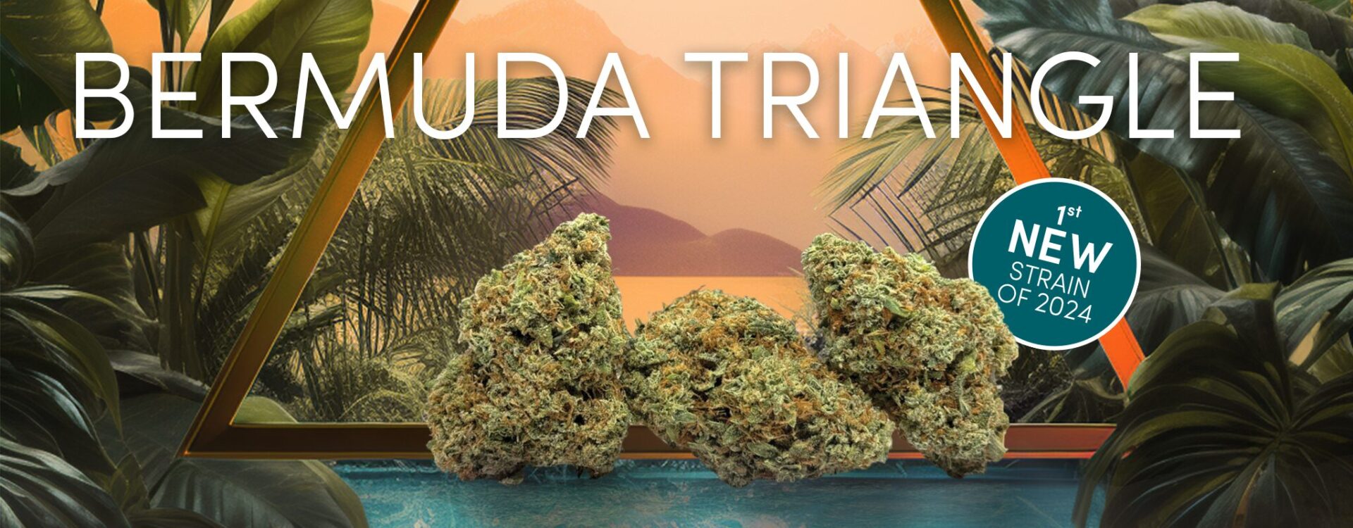 Bermuda triangle cannabis weed strain with THC.