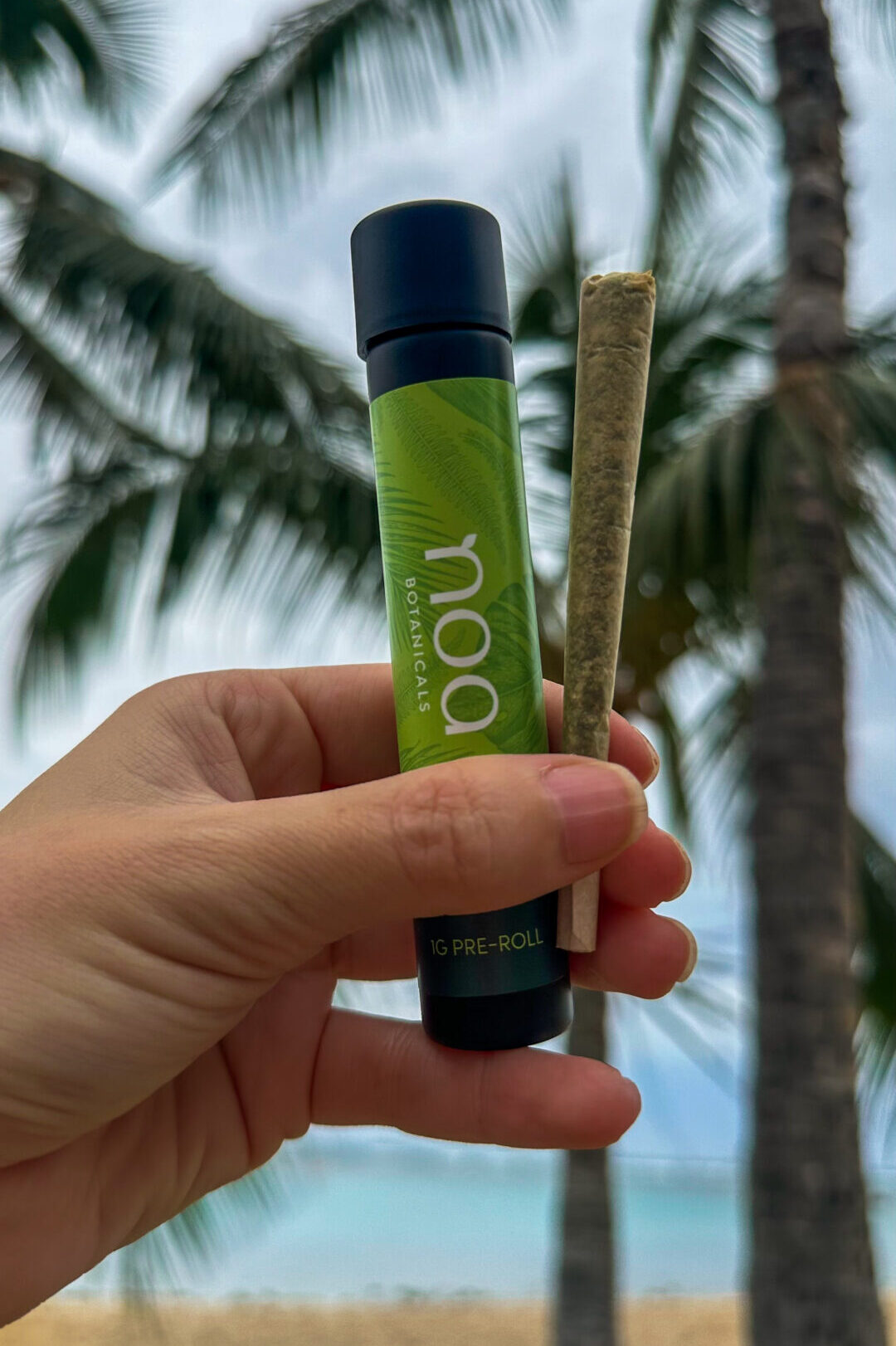 A hand holding a pre-rolled cannabis joint and container with a blurred background of palm trees and a beach.