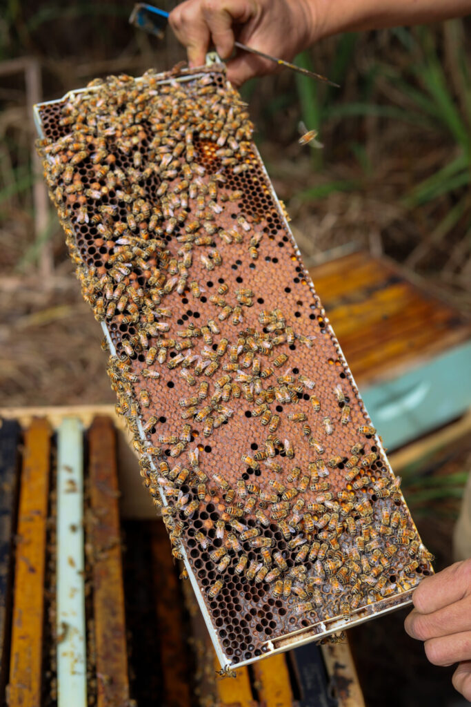 Local Oahu beekeeper holds a honeycomb frame covered in bees, producing THC-infused honey, with other frames visible in the background.