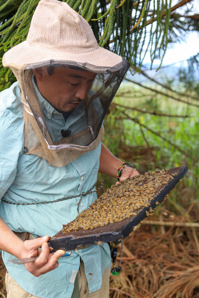 Local Oahu beekeeper in a mesh hat examines a honeycomb frame to produce THC infused honey, surrounded by greenery.