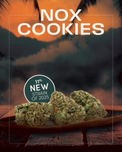 Three cannabis buds on a wooden surface with tropical trees and clouds in the background, labeled "NOX COOKIES"—the NOX Cookies Cannabis Strain is announced as the 11th new strain of 2025.
