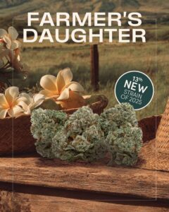 Farmers Daughter Cannabis buds on a wooden table with wicker baskets, flowers, and a countryside background; text reads "Farmers Daughter Cannabis Strain" and "13th New Strain of 2025.
