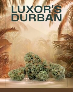 A pile of cannabis buds sits on a surface in front of a tropical backdrop, with large text reading "LUXOR'S DURBAN" at the top—featuring premium quality from Farmer's Daughter Cannabis.
