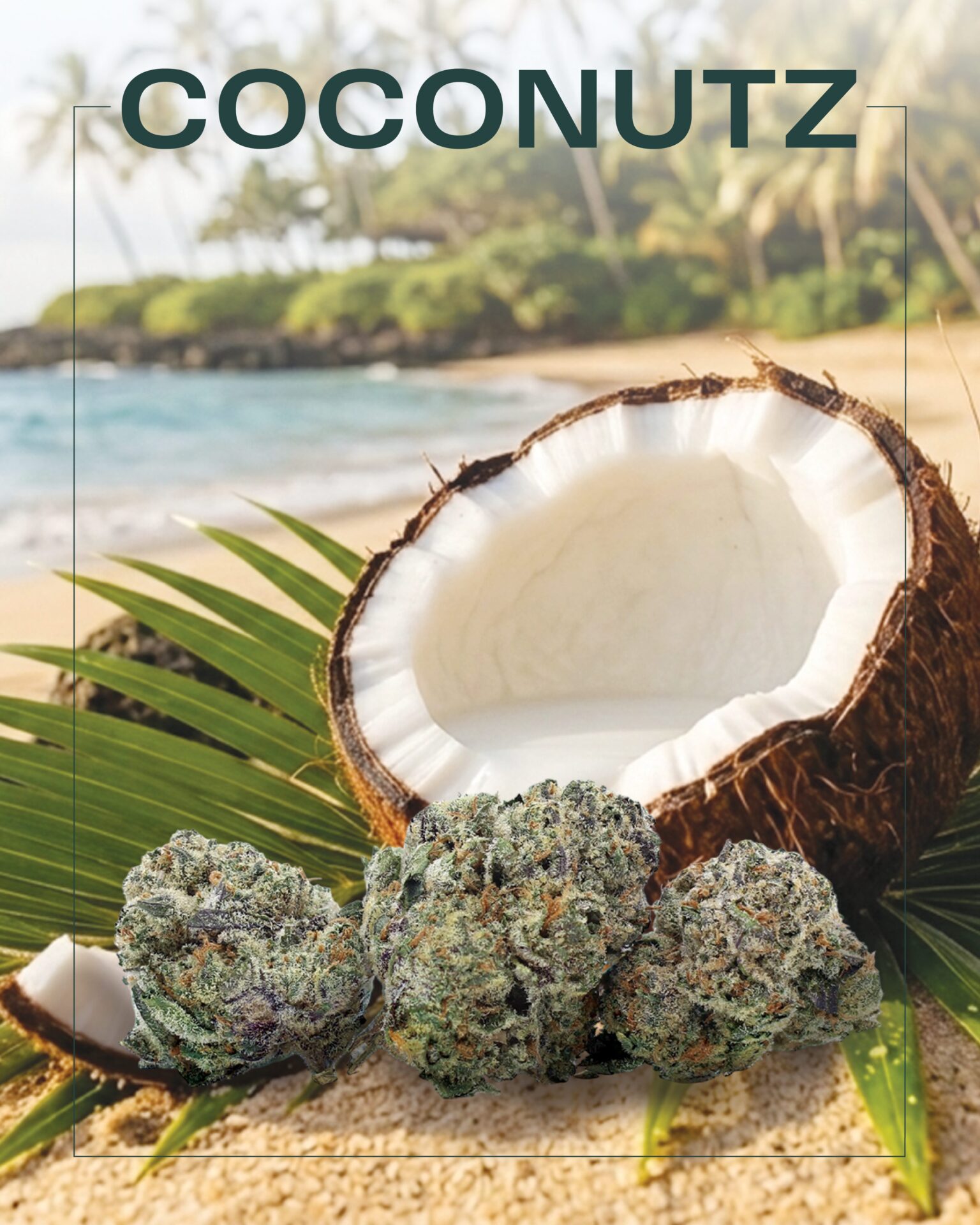 Three cannabis buds are displayed in front of a split coconut on a tropical beach with palm trees and the word "COCONUTZ" above, featuring the Coconutz Cannabis Strain.
