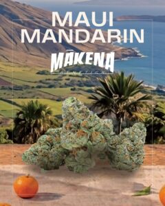 A photo of Maui Mandarin Cannabis Strain buds by Makena Genetics at Noa Botanicals Cannbis Dipsenary in Hawai'i, set against a tropical landscape and ocean, with a mandarin orange featured in the foreground.